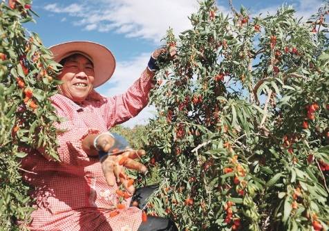 农货|农货上行通路有了“高速路”