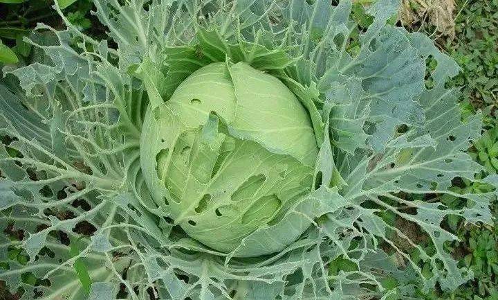 图 2 菜粉蝶菜青虫是菜粉蝶的幼虫,体色青绿色,背面密布黑色小毛瘤.