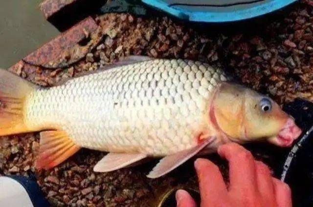 鲤鱼|我就喜欢用这鲤鱼钓法一到初秋