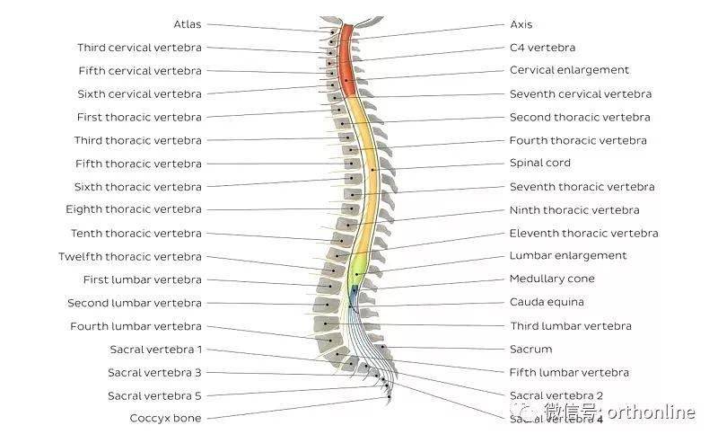 超全的脊柱功能解剖请您珍藏