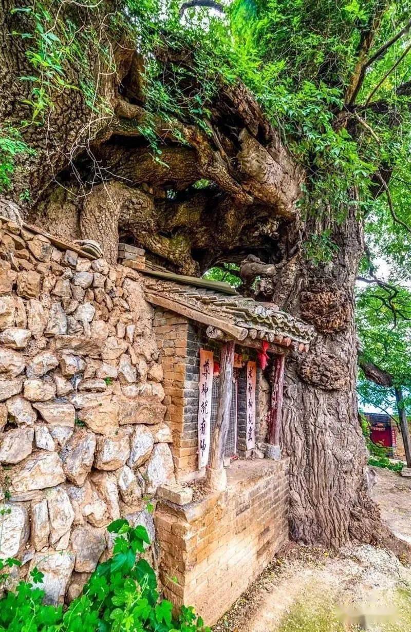 瓦屋村的这棵千年古槐
