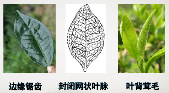 茶叶|get正确贮存方法每日e起学｜实用！在线慕课教你辨别真假茶叶