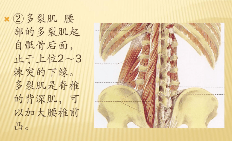 腰骶部解剖及手法应用