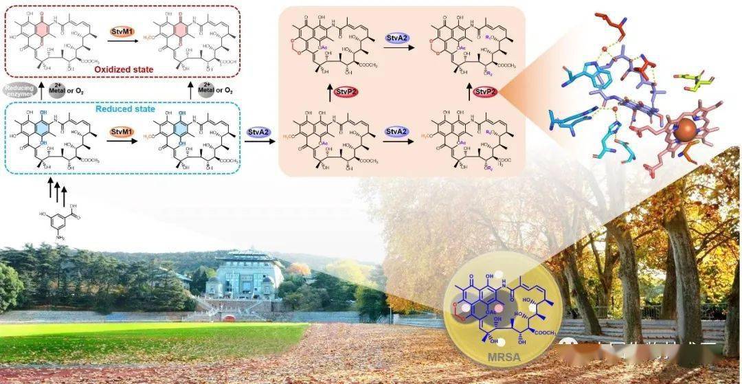 A活性|武汉大学孙宇辉/张郑宇团队揭示抗MRSA活性天然产物生物合成机制