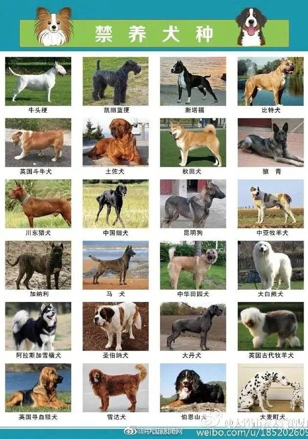 中华|大连回应中华田园犬为何属禁养犬