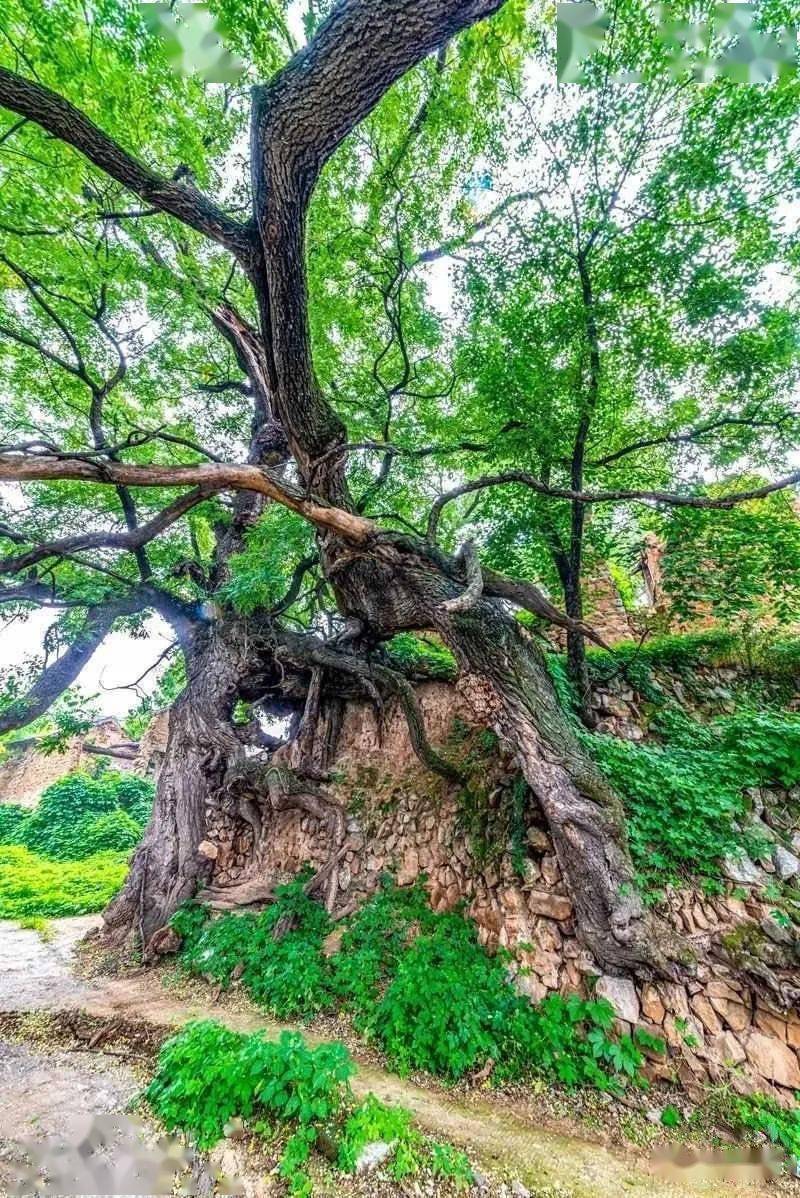 瓦屋村的这棵千年古槐