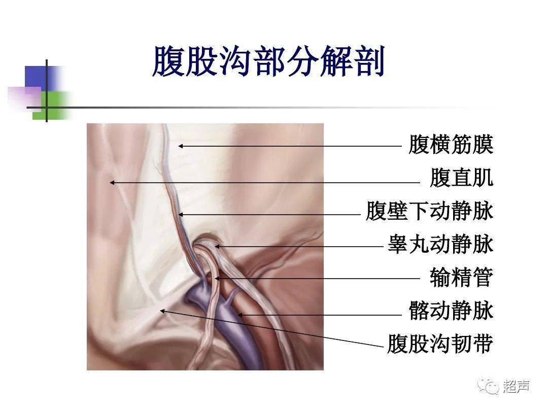 影像解剖 |一图读懂腹股沟区解剖