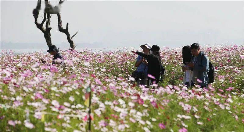 【赏花】昆明西华湿地的15亩格桑花浪漫盛开,一起去打卡吧!