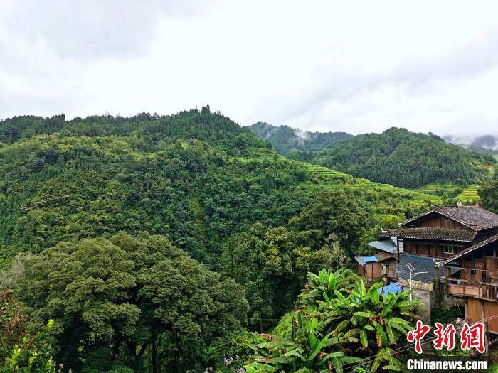 高排村|村里最好的建筑是学校 5年飞出36只“金凤凰”