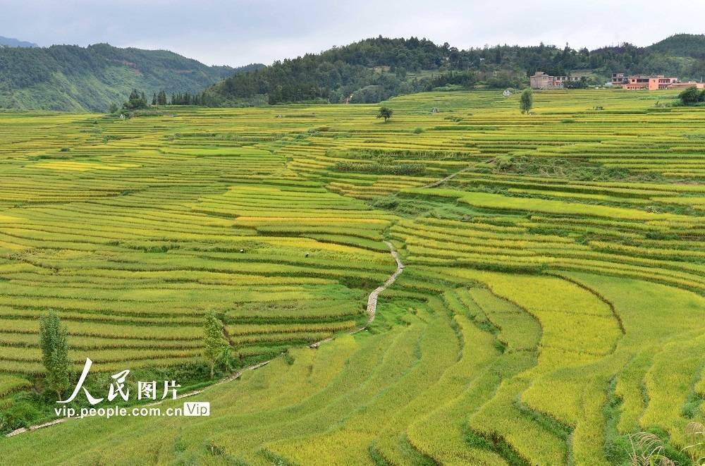 2020年9月11日,贵州省盘州市新民镇生态红米种植基地,依山蜿蜒层层叠