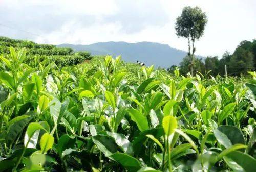 贫民窟|杨幂熬夜后护肤要花2万块？怪不得皮肤吹弹可破！贫民窟女孩就不配消除熬夜痘、黑眼圈吗？