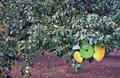 卡通梨|“欢迎”