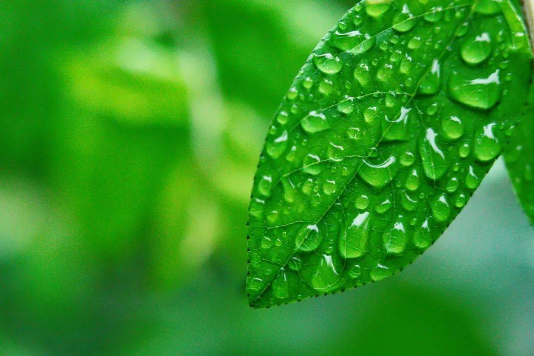 【诗词鉴赏】20首微雨诗词,不知何处雨,已觉此间凉