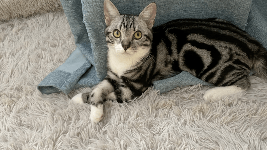 怎么看小猫有没有配上 ad7aa5643f95426ebd1c1c8606ffa94a.png