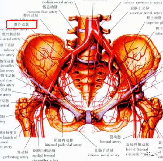 上续髂外动脉,经血管腔隙进入股三角,外侧为股