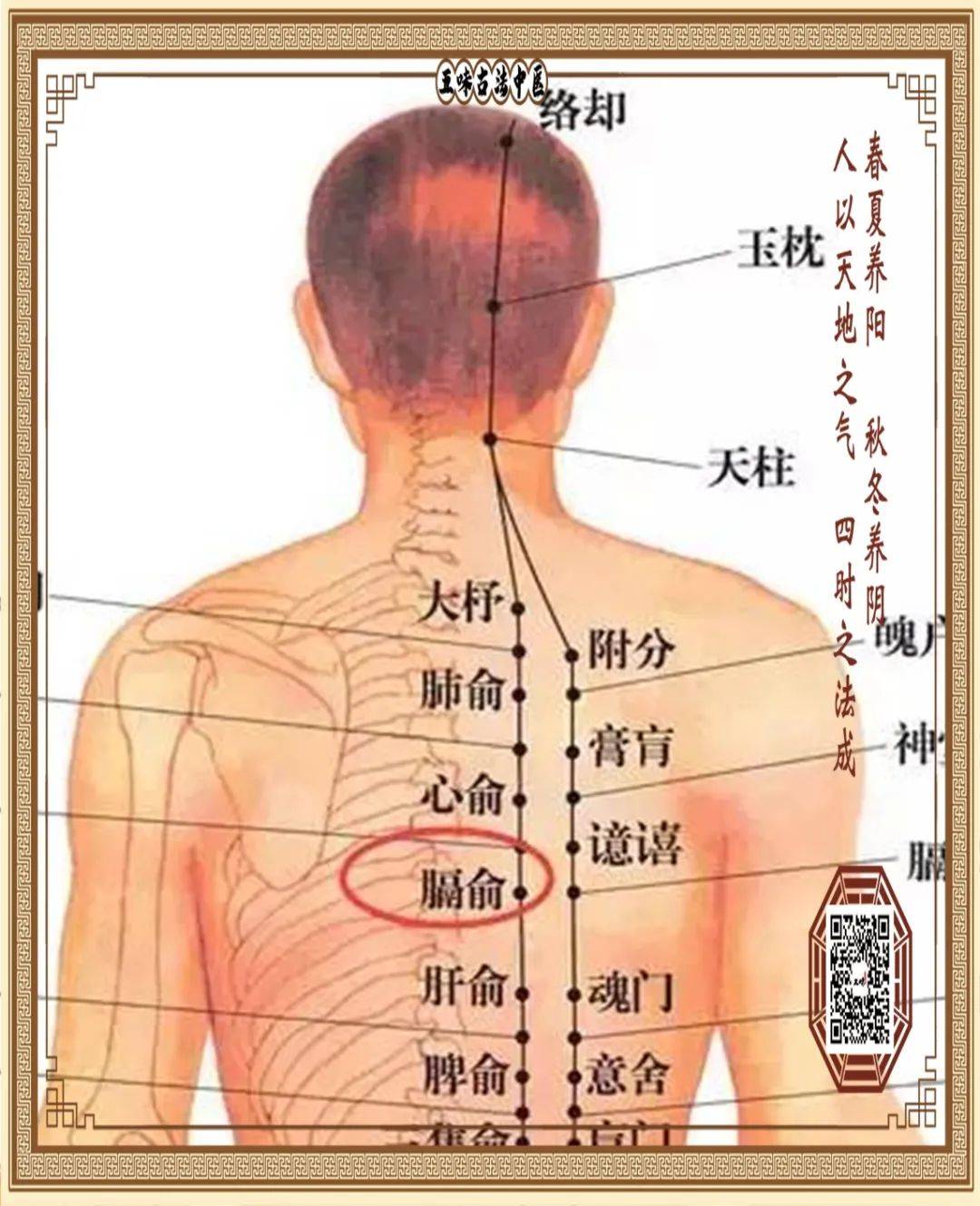 民间亦叫血仓!它位于背部第七胸椎棘突,正中线旁开1.