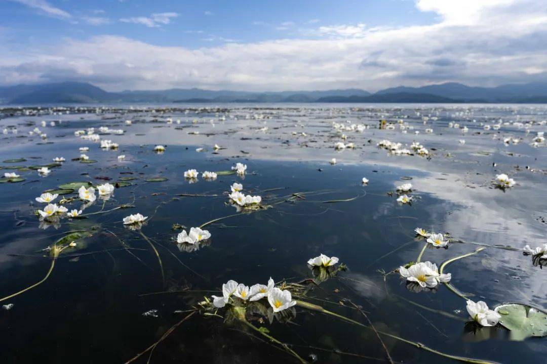 一大波美图来袭!洱海生态廊道水域,海菜花开