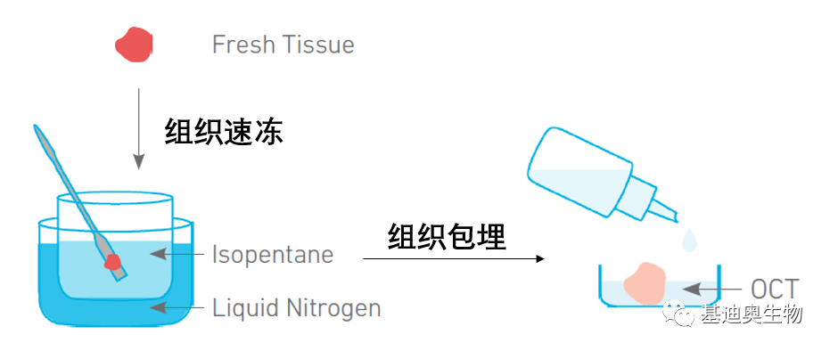 空间转录组的包埋实验与注意事项