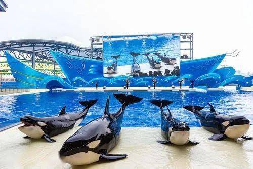 海洋公园武汉 a9bfb0d6586e42369488cad9c65a6ca8.jpeg