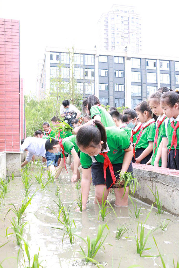 水稻|小学生开学收获亲手种的水稻