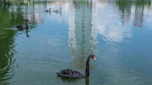 厦大|解锁厦大开学惊喜！快来点开你的定制“盲盒”！