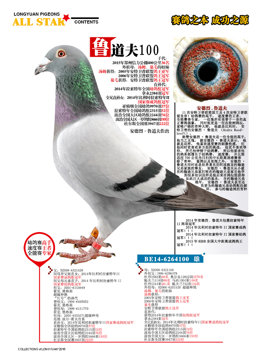 上海龙园鸽业6羽优秀种鸽欣赏拍卖,黄金配对回血,克拉克詹森,超级73