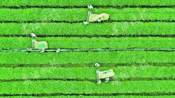 贵茶|你所不知道的贵州造丨国际市场上，贵州抹茶香