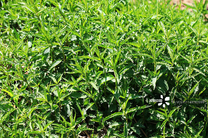 盘点|辣条专业，小龙虾学院……盘点那些你不知道的专业！