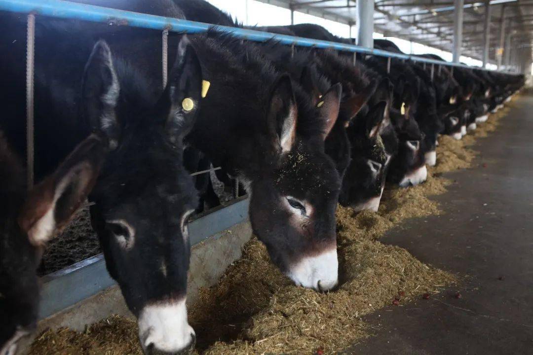 开云电竞官方网站_
普济、濟尤物系列产物入选《专精特新品牌名录》(图5)