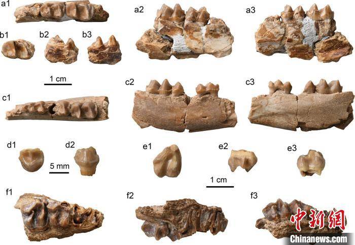 合作|最新化石研究：貘和犀分异时间不晚于5000万年前