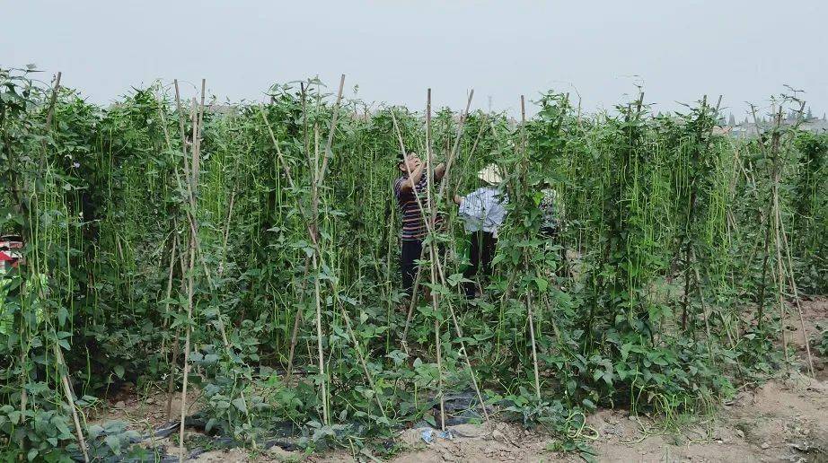 永和村村民正在占地30亩的豇豆种植基地采摘豇豆