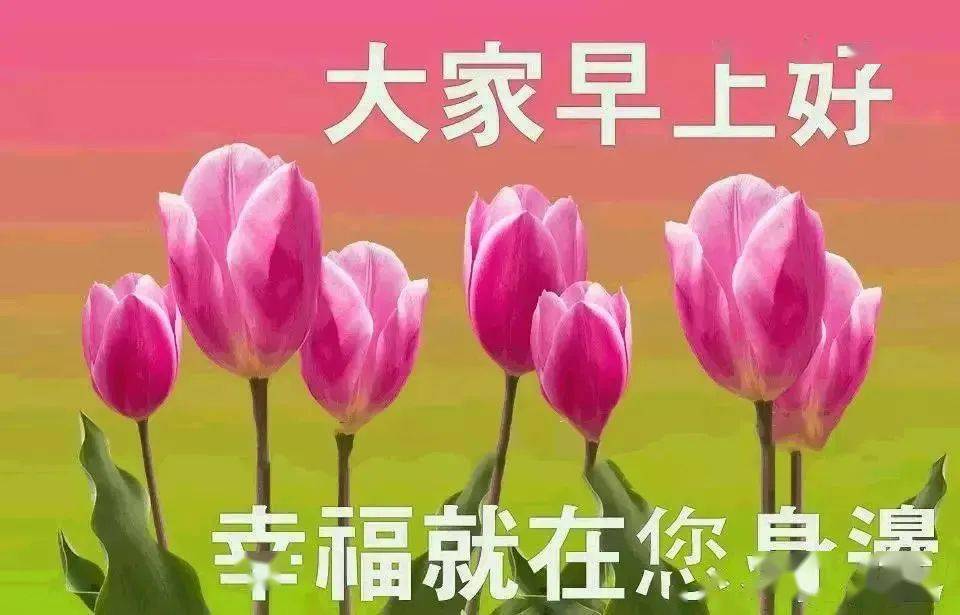 星期五大家早上好,非常漂亮的鲜花早晨好漂亮暖心问候