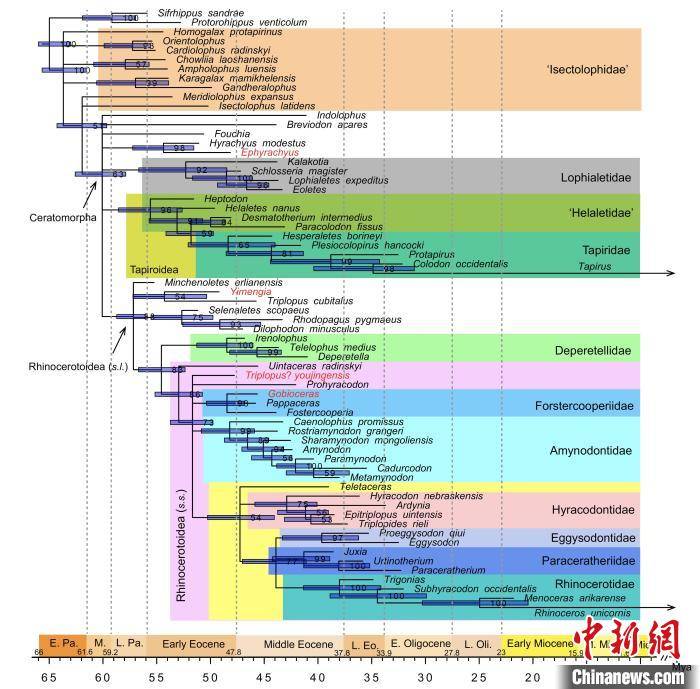 合作|最新化石研究：貘和犀分异时间不晚于5000万年前