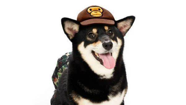 宠物|萌宠时尚｜毛孩子们时髦起来一点也不输主人！