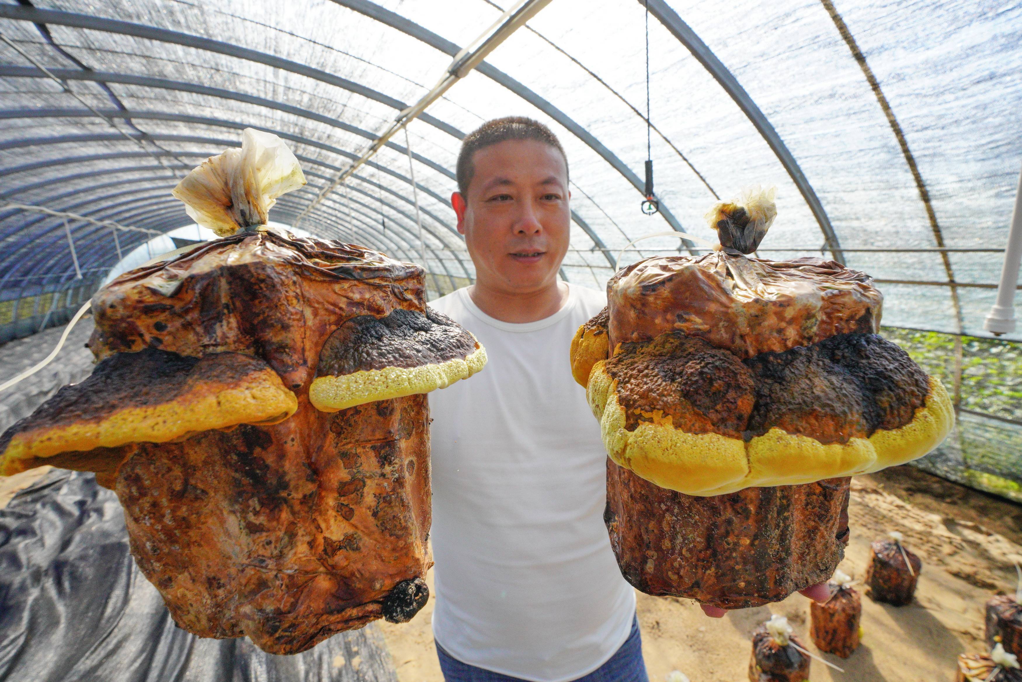 小马庄镇|河北滦州：桑黄栽培铺就致富路