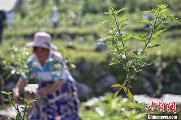 晴隆县|贵州晴隆小花椒变身“摇钱树” 石漠化转绿农户增收