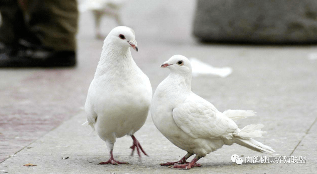 鸽子怎么喂食才合理 ebb61ba878c14497b706ee2d00f3159d.png