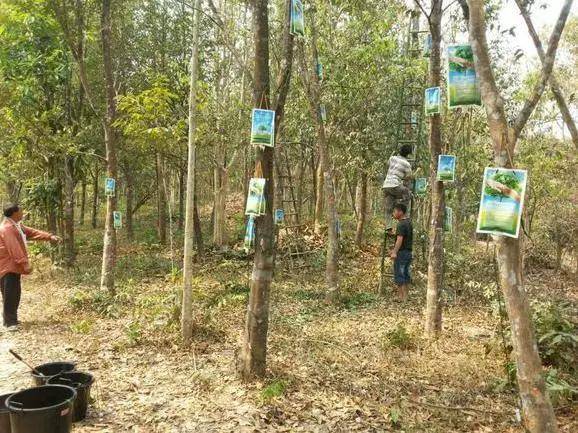 游客|沉香到底属不属于木头？