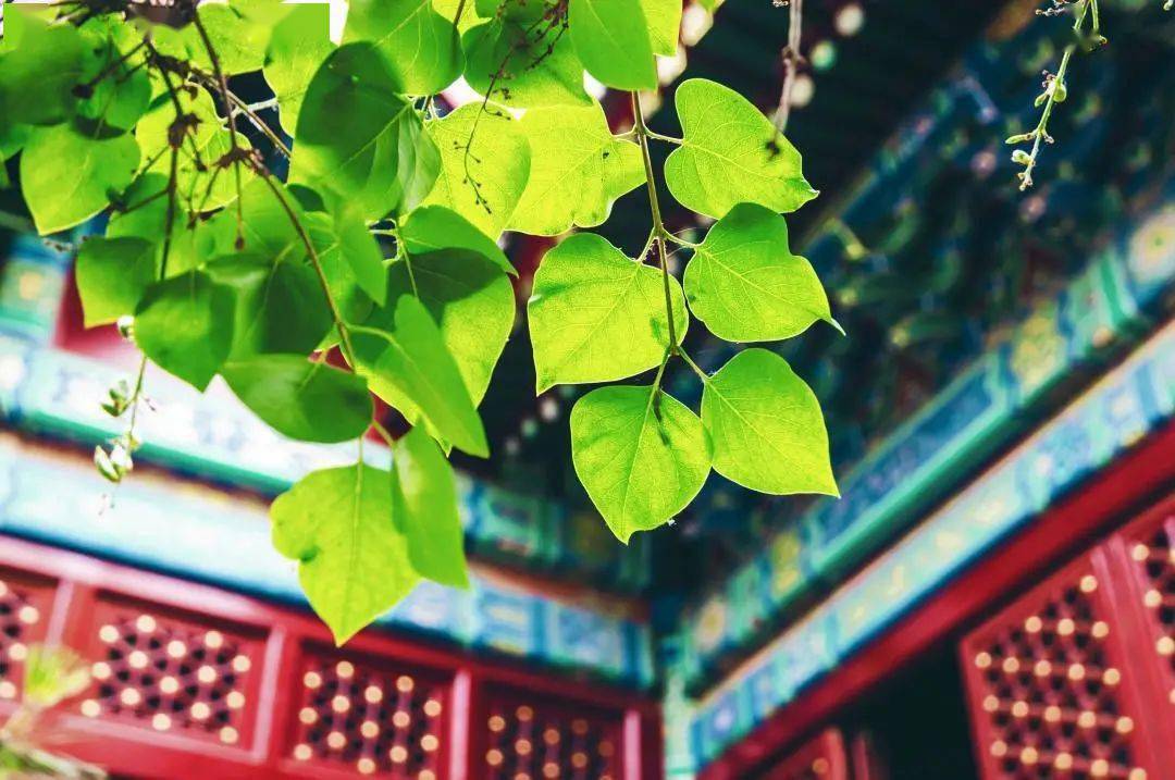 ”留学热“遇冷? 现在出国留学还吃香吗?