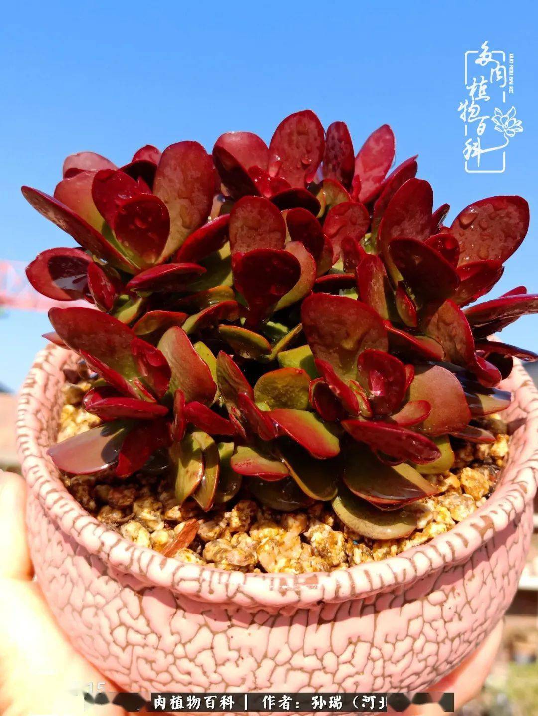 身处包邮区养多肉,所幸总有美好值得期待!