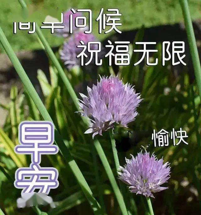漂亮的早上好鲜花图片,朋友早上好图片,2020年玫瑰花早上好问候