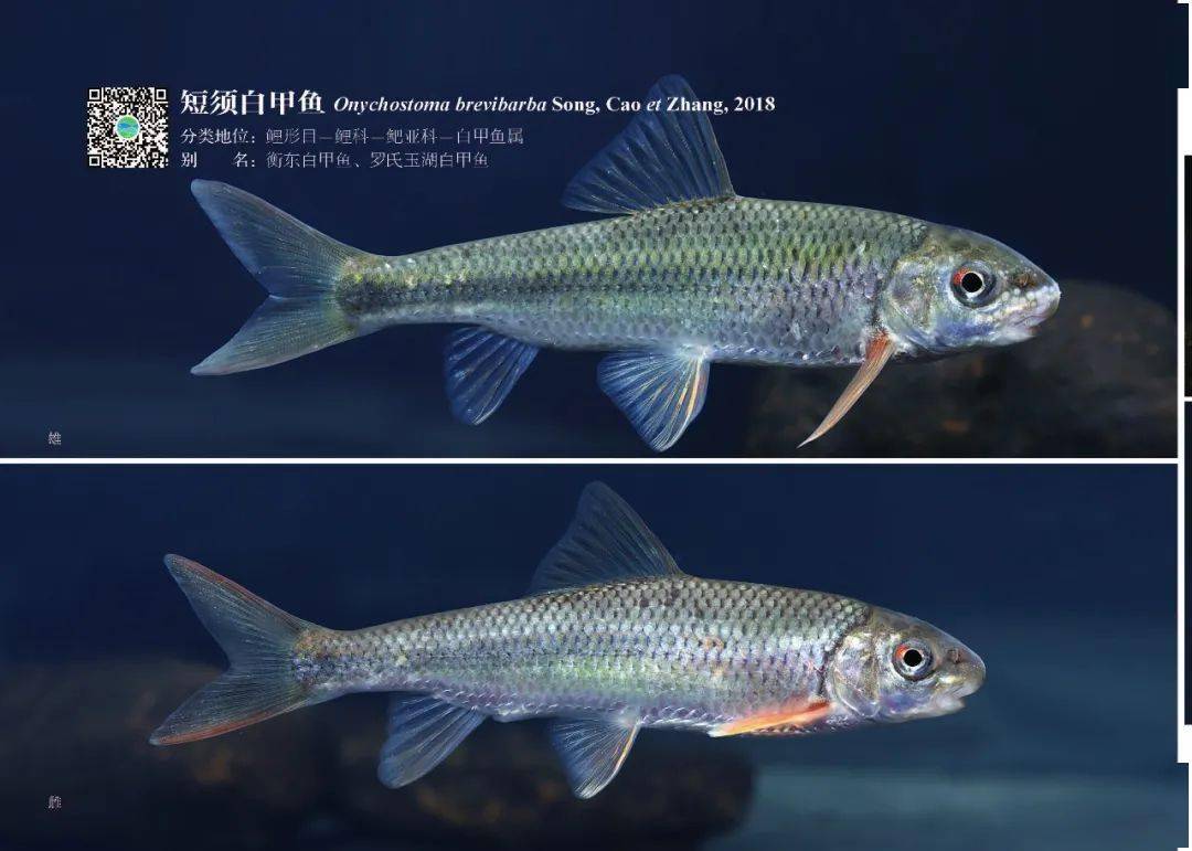 "湖南水生生物研究系列丛书"之湖南鱼类原色图谱出版了