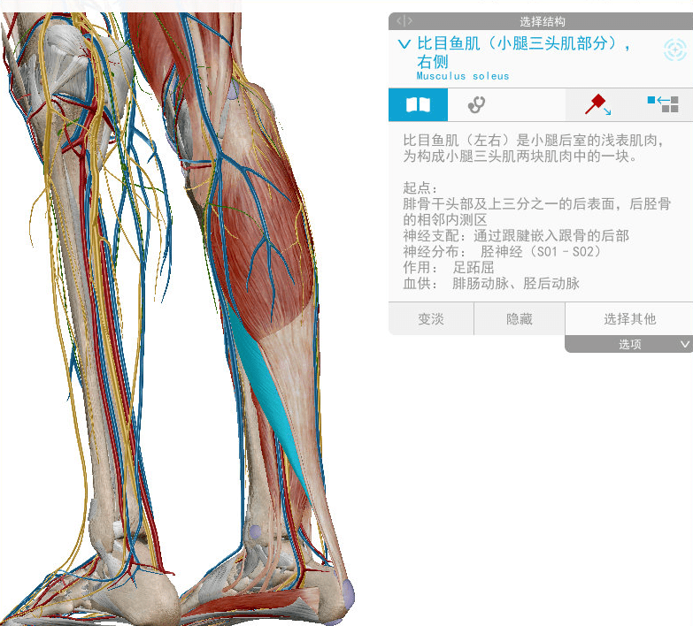 (见足太阳经筋) 鹅趾滑囊;鹅趾囊位于缝匠,股薄肌及半腱肌三个肌腱与