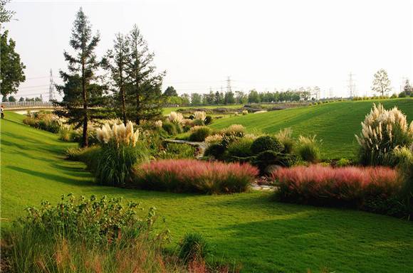 辰山植物园多功能专类"禾草园"建成 迎来首个秋季景观