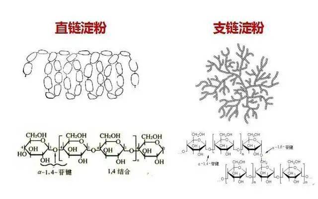 平均每六个葡萄糖单位形成一圈螺旋,直链淀粉分子很长,其所形成的螺旋