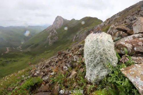 嘉宾|被骂惨了！网红男星和节目组公开道歉