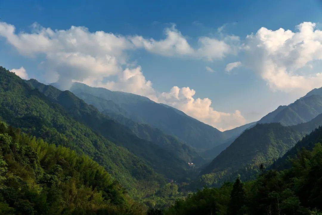 【分享】它从山中来—舜皇山野生茶_东安县