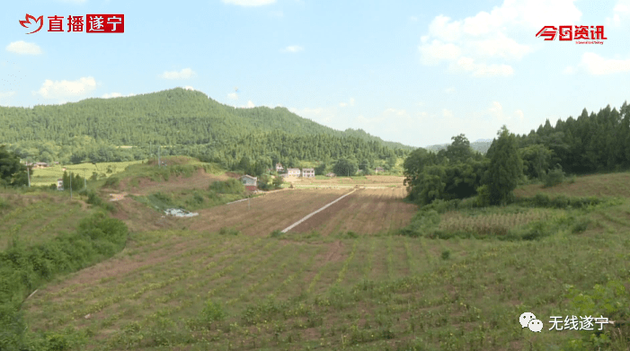 船山区河沙镇凤凰村招商引资解难题土地基本无撂荒