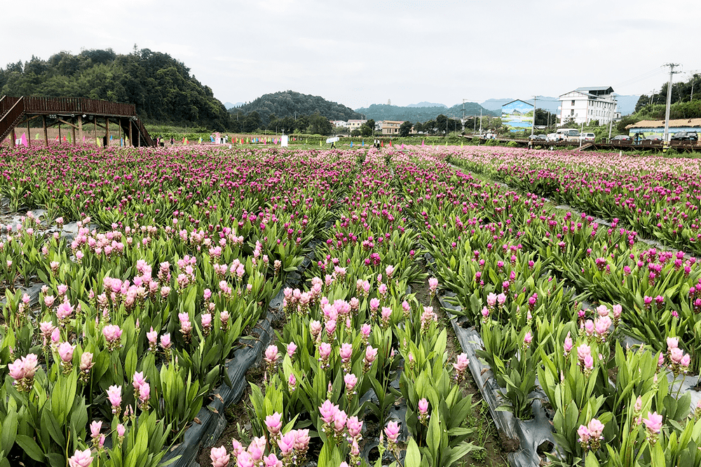 2020年三明市暨三元区全国科普日活动在三明市万寿岩岩下花海启动