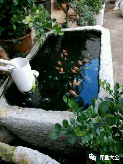 什么是黑坑静养鱼 c0b3c72b060b46898d21544153629347.png